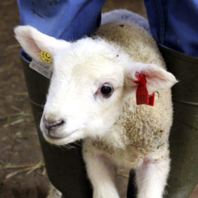 Foto: Veiledninger Huskeliste Nyttig til lamminga