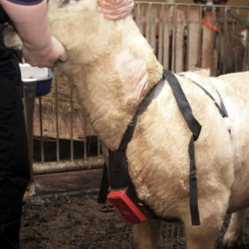 Foto: Veiledninger Påsetting springsele vær