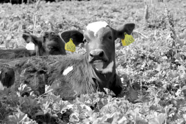 Foto: Kalv med ikke-elektronisk storfemerke Combi 3000 i begge ører