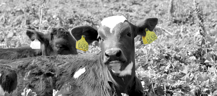Foto: Kalv med ikke-elektronisk storfemerke Combi 3000 i begge ører