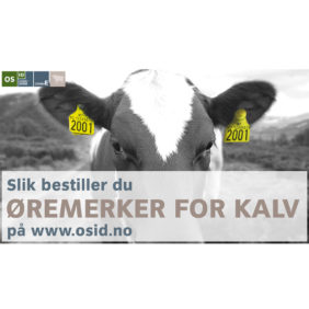 Foto: veiledning: Slik bestiller du øremerker for kalv