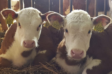 Foto thumbnail: Foto: Riktig påsetting elektronisk storfemerke