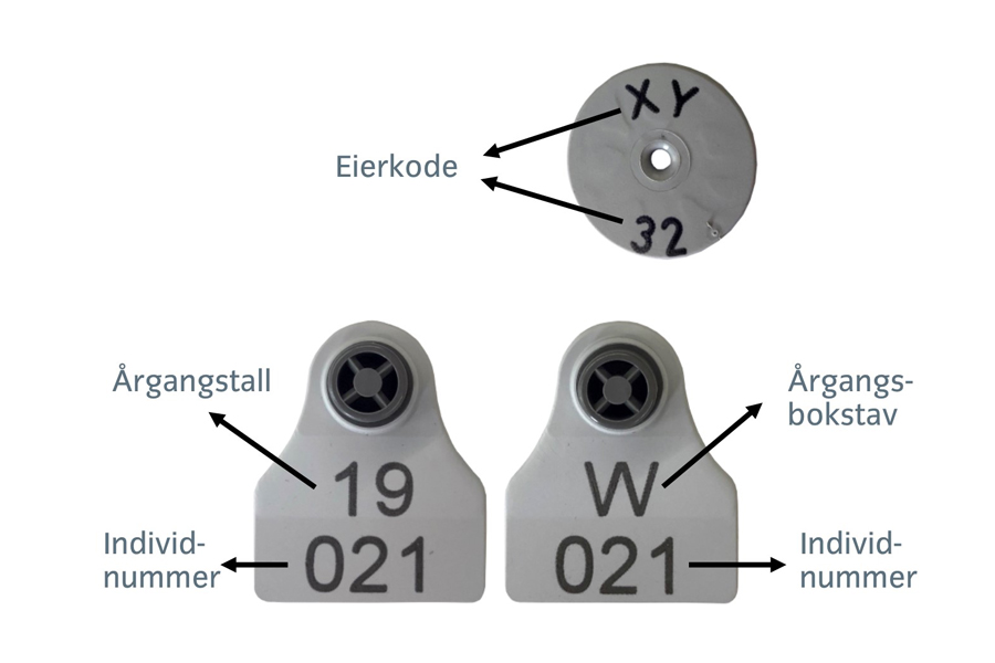 Foto: Årgangskode og eierkode øremerker rein 2019