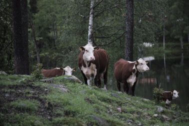 Foto Thumbnail God sommer 2019 storfe hereford deset moen gård