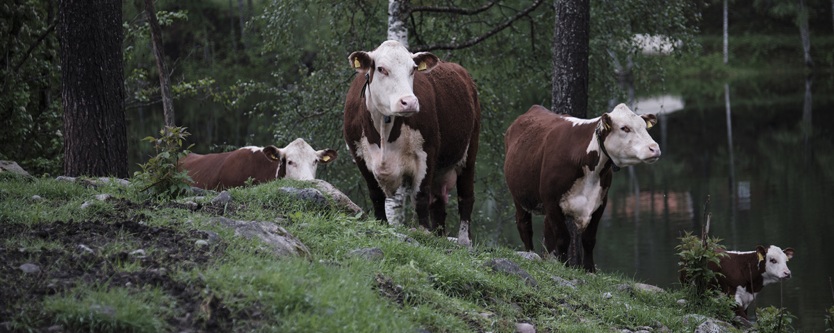 Foto: God sommer 2019 storfe hereford deset moen gård