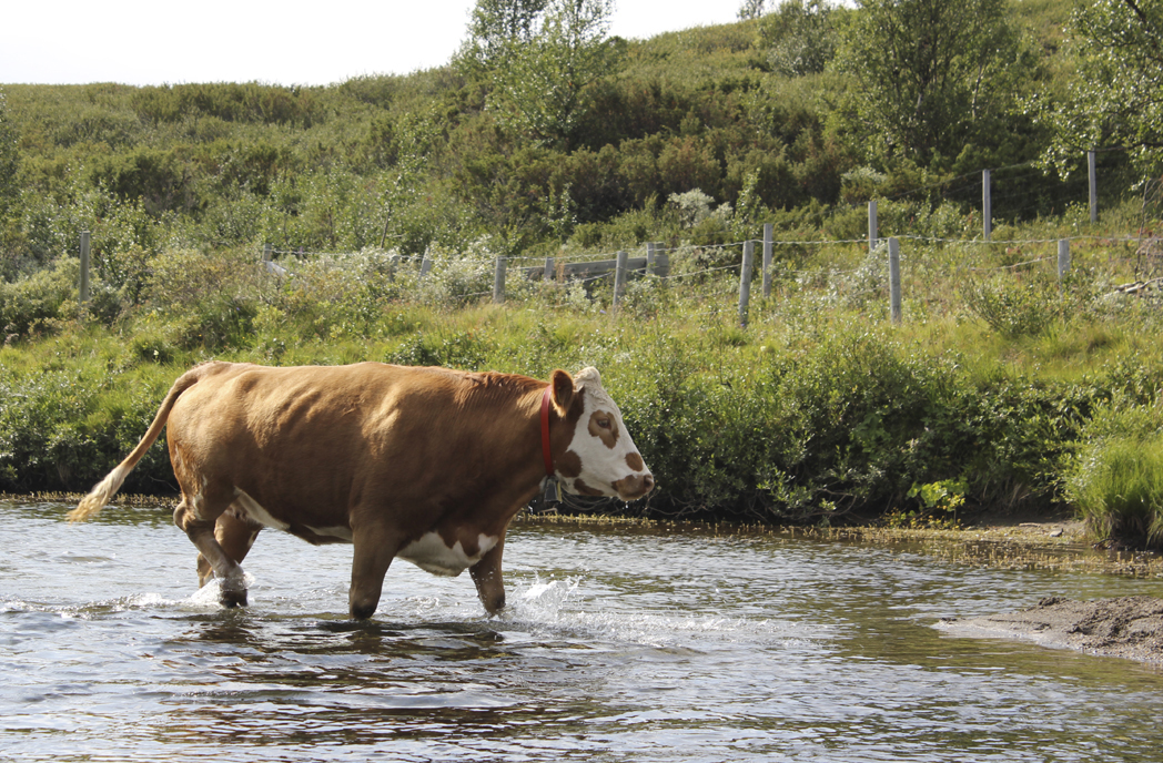 Foto: Hjem fra beite 2019