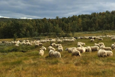 Foto: Hjem fra beite 2019