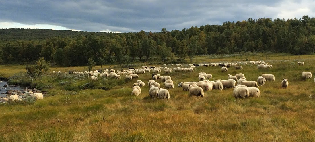 Foto: Hjem fra beite 2019