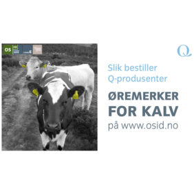 Foto: Veiledning Slik bestiller Q-produsenter øremerker for kalv