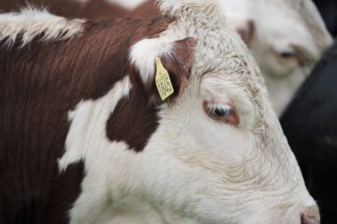 Foto: Thumbnail produsentnummer og dyreholds-ID