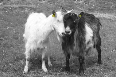 Foto thumbnail: Øremerker til geit i 2020