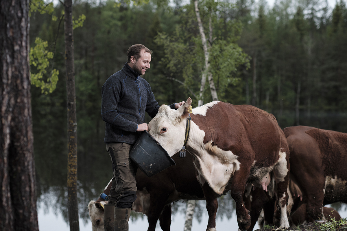 Foto: Ekte bærekraft, husdyreier og Hereford-ku