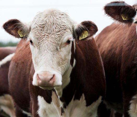 Foto: 31. desember er siste frist for bestilling av øremerker til kalver født i 2019