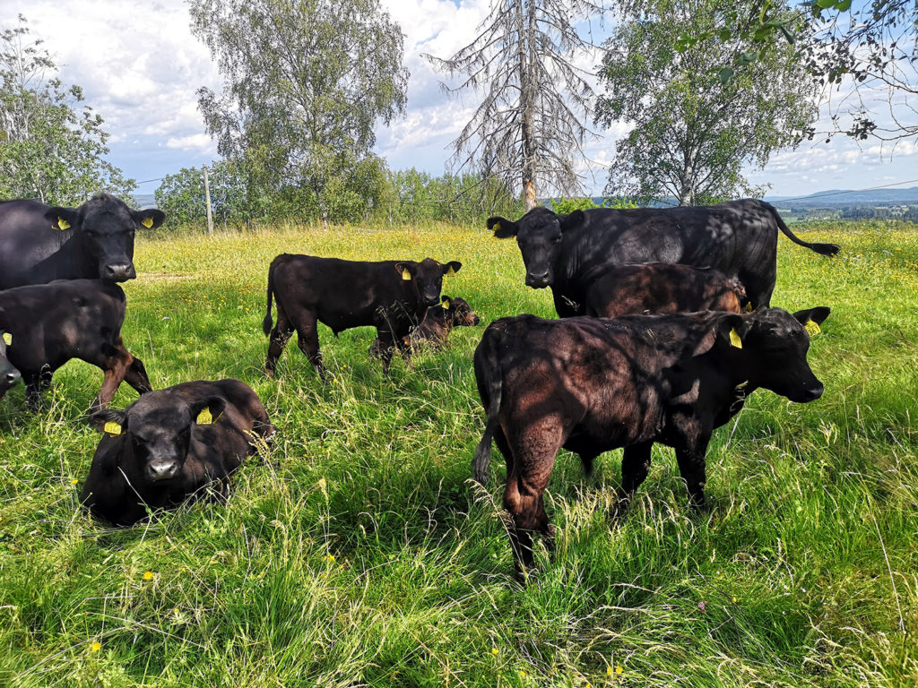 Foto: Tar nye steg med aktivitetsmåling