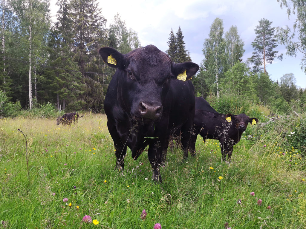 Foto: Tar nye steg med aktivitetsmåling