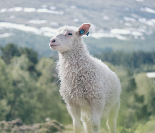 Foto forside: Sau med øremerke