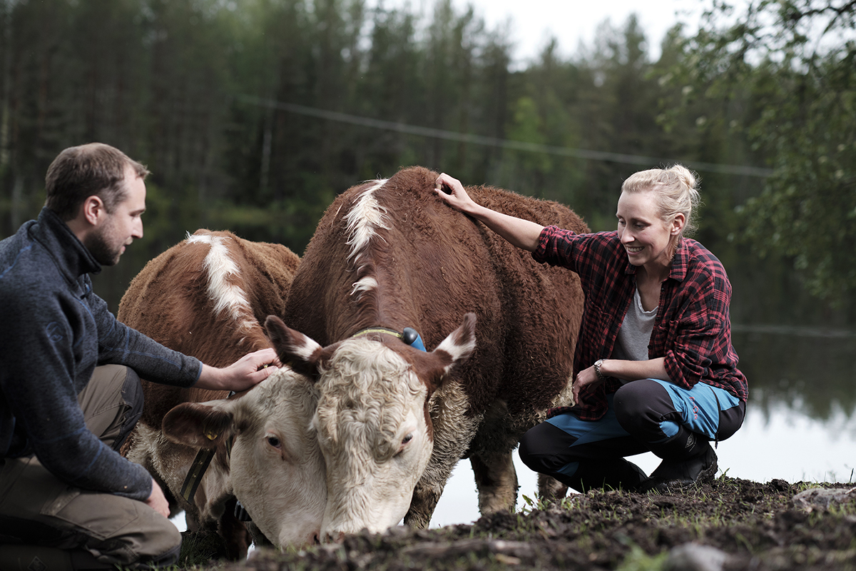 Foto: Storfe aktivitetsmåling bønder