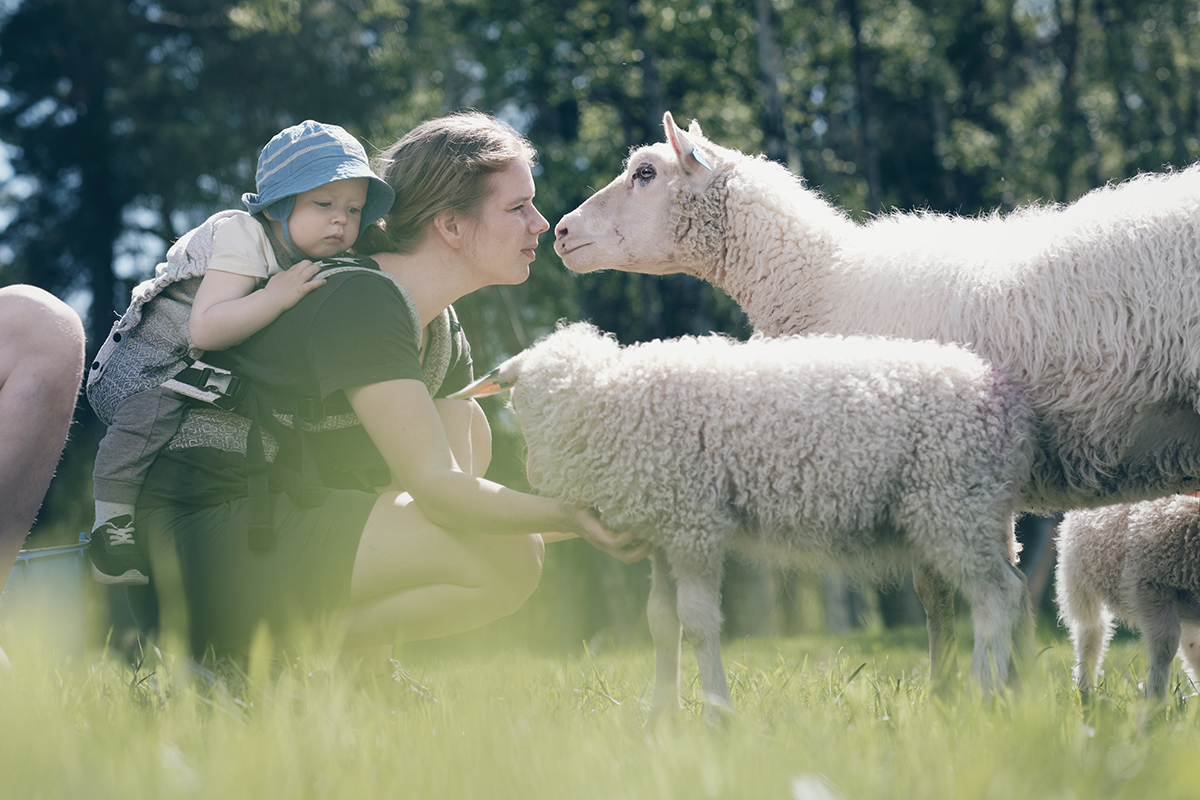 Foto: Sau bønder familie sommer