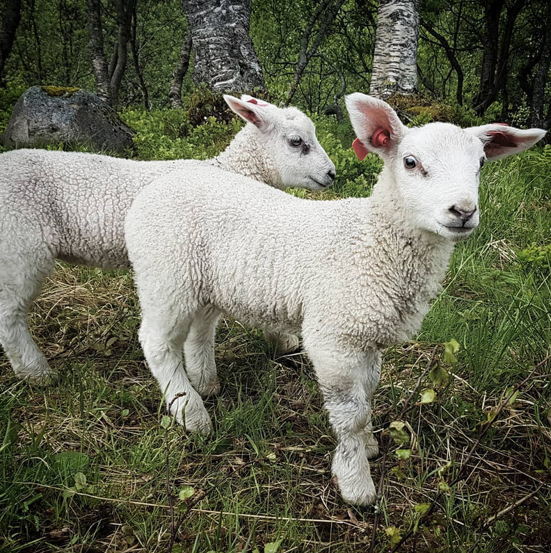 Foto: En hyllest til våren