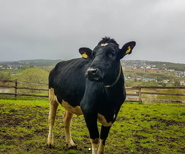 Foto: En hyllest til våren