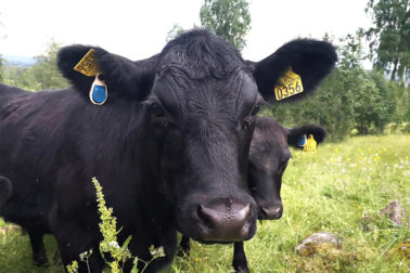 Thumbnail: Halvor Midtsundstad Aberdeen Angus