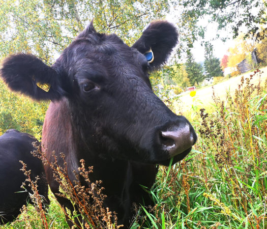 Toppfoto: Halvor Midtsundstad SenseHub Aberdeen Angus