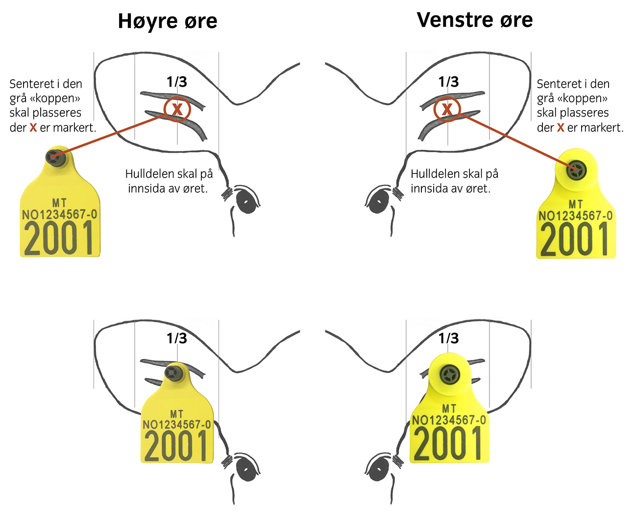 Illustrasjon: Plassering av øremerker for storfe