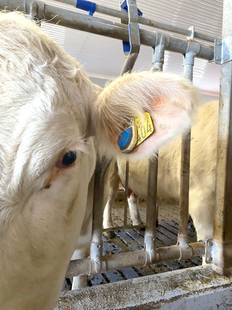 Foto: eSense på Charolais