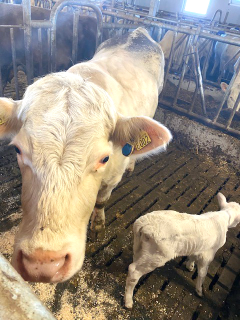 Foto: Charolais med eSense og kalv