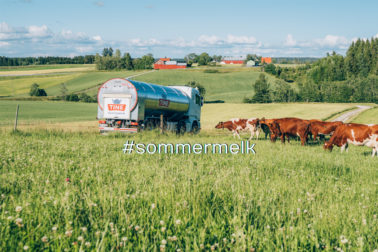 oto thumbnail : Sommermelk lønner seg!