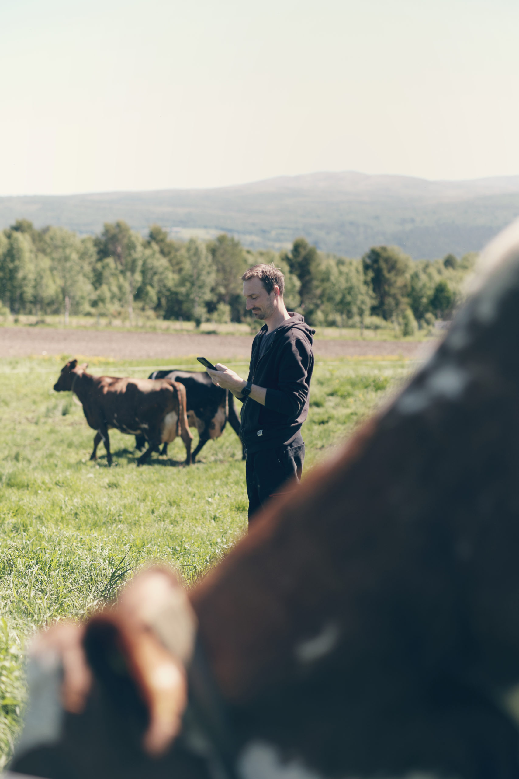 Foto: Produser mer sommermelk. Mjølkeku med Combi Øremerke og SenseHub eSense øretransponder