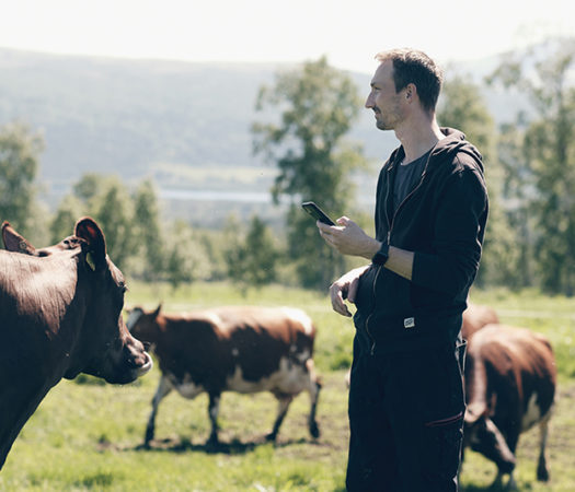 Toppfoto: Produser mer sommermelk. Bonde og mjølkeku med Combi Øremerke og SenseHub eSense øretransponder