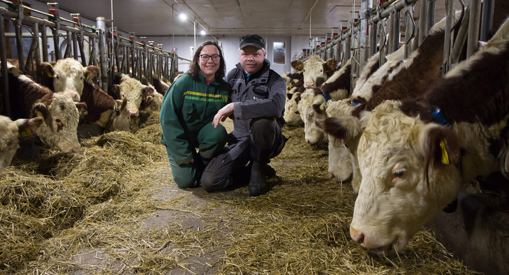 Foto: Guro Lien og Morten Elgaaen i Rauland Hereford