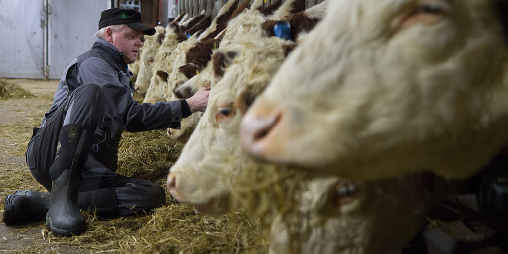 Foto: Morten Elgaaen med Hereford-dyr med SenseHub halstransponder