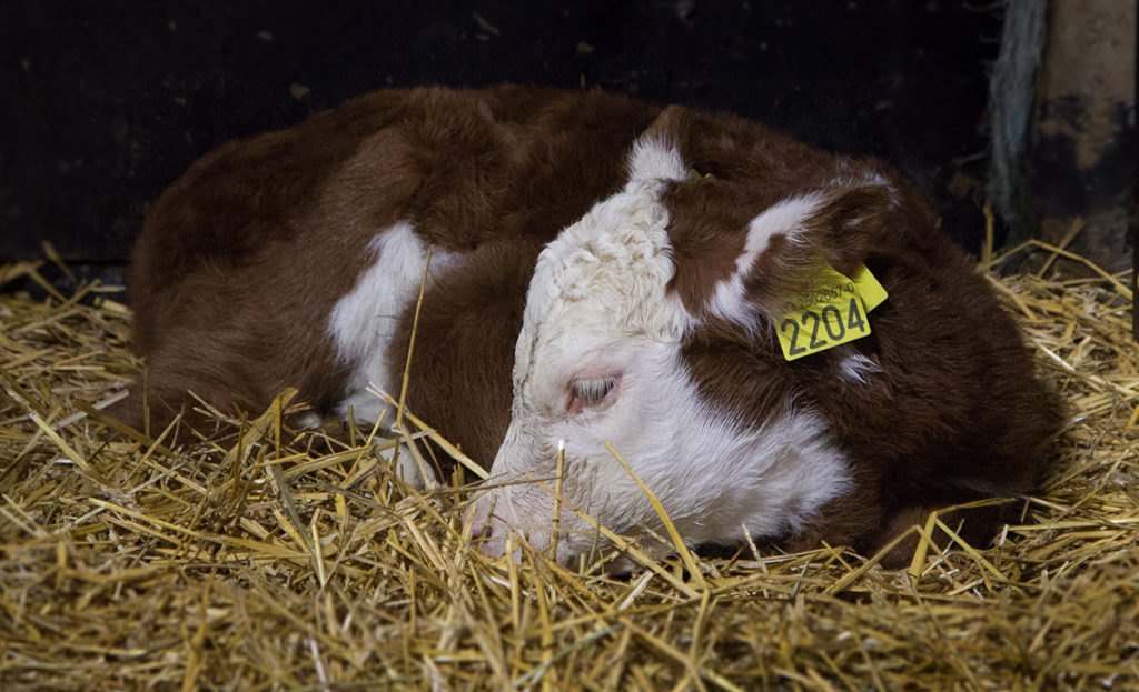 Foto: Hereford-kalv med Combi 3000-øremerke