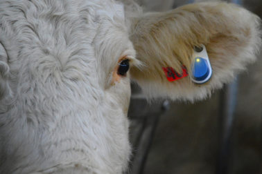 Foto: Thumbnail. Charolais-ku med SenseHub øretransponder versjon 2