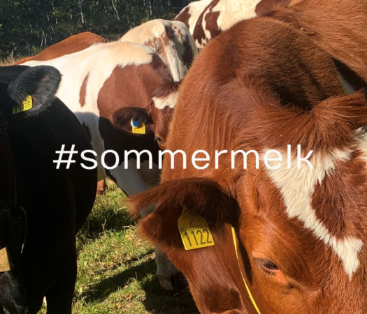 Foto: Melkekyr med SenseHub øretransponder på sommerbeite