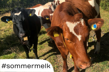 Foto: Melkekyr med SenseHub øretransponder på sommerbeite