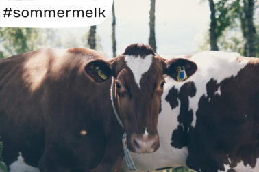 Foto thumbnail: Sommermelk 2022