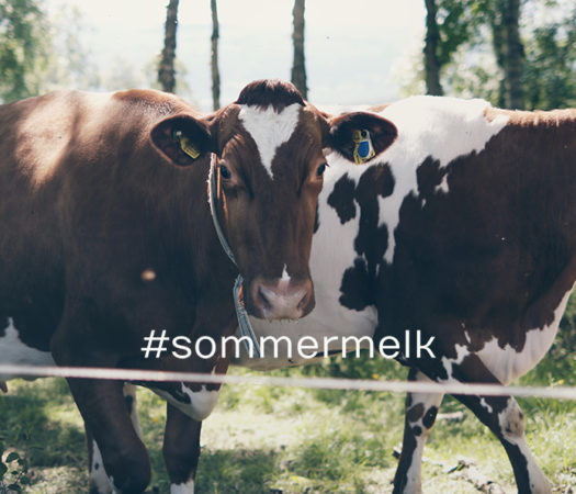 Toppbilde: Sommermelk 2022