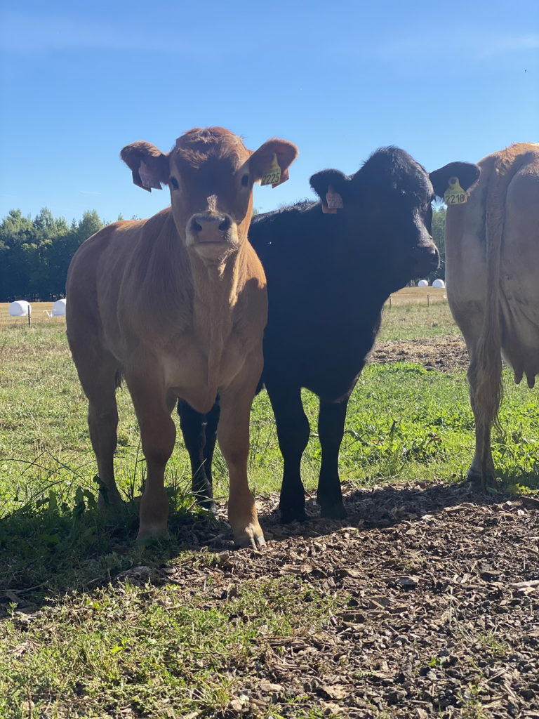 Solli Gaard satser både på Limosuin, Aberdeen Angus og krysninger, for god utnyttelse av gresset og god kvalitet på kjøttet. 