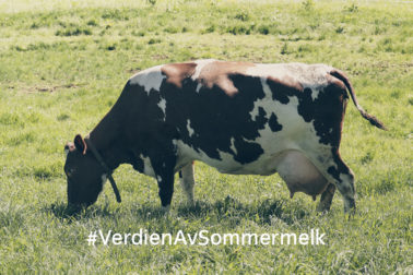 Foto thumbnail: Verdien av sommermelk