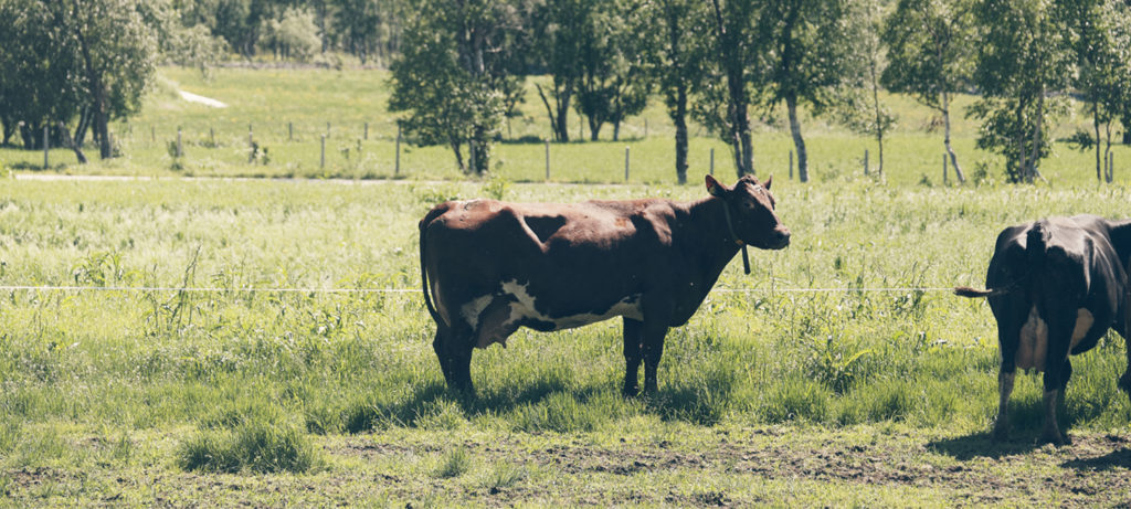 Toppfoto: #VerdienAvSommermelk