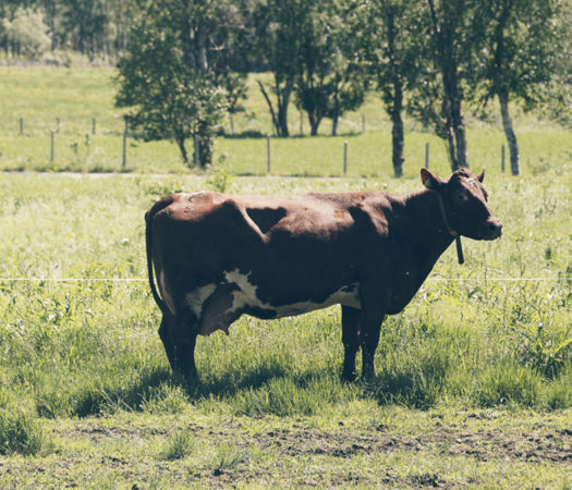 Toppfoto: #VerdienAvSommermelk