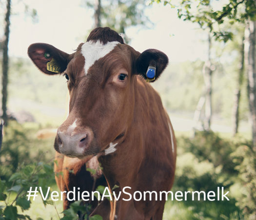 Foto thumbnail facebook: Digitalt fagmøte om sommermelk 2024