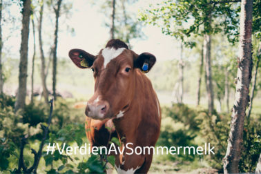 Foto thumbnail: Digitalt fagmøte om sommermelk 2024