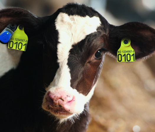 Foto Thumbnail Facebook: SenseHub Dairy Youngstock helt fra fødselen