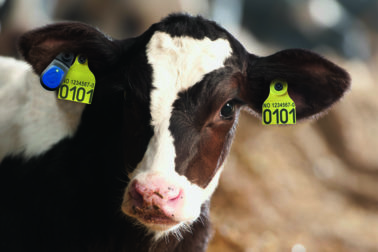 Foto Thumbnail: SenseHub Dairy Youngstock helt fra fødselen