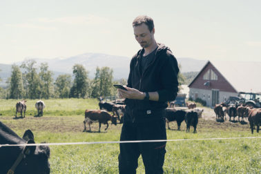 Foto: Thumbnail: SenseHub i beitesesongen, verdien av sommermelk 2024