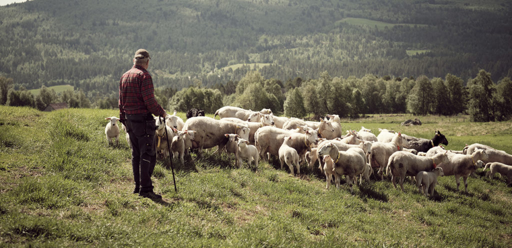 Foto: Sauemerkekampanje 2025/2026